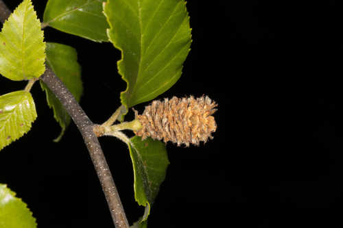 Betula nigra #2
